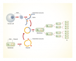 Polymerase Chain Reaction (PCR)