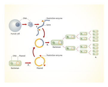 Polymerase Chain Reaction (PCR)