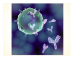 Antibodies