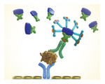 Enzyme-linked immunosorbent assay (ELISAs)
